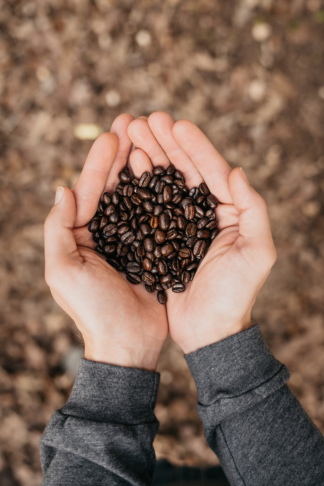Organic Colombia Antioquia, Full City Roast, 12 OZ. (Med-Dark Roast)